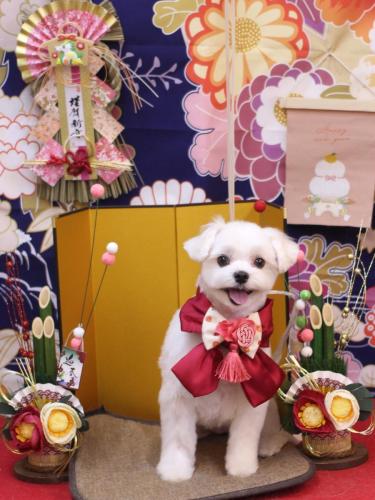 20240127まるちゃん